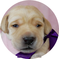 英国ラブラドールの子犬